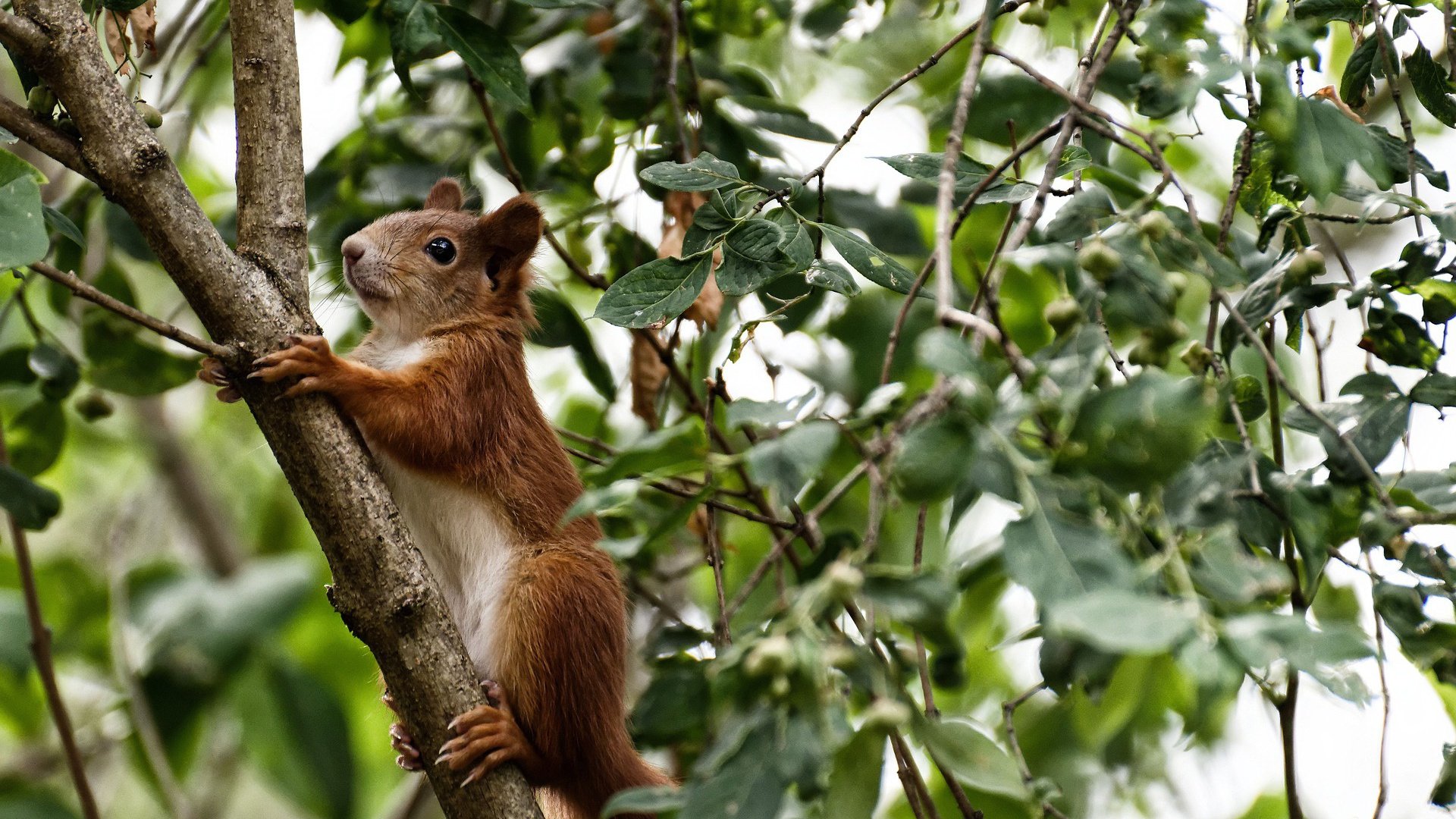 孤身绝境铸奇兵，郑思维换袍率德国队绝杀印尼始末