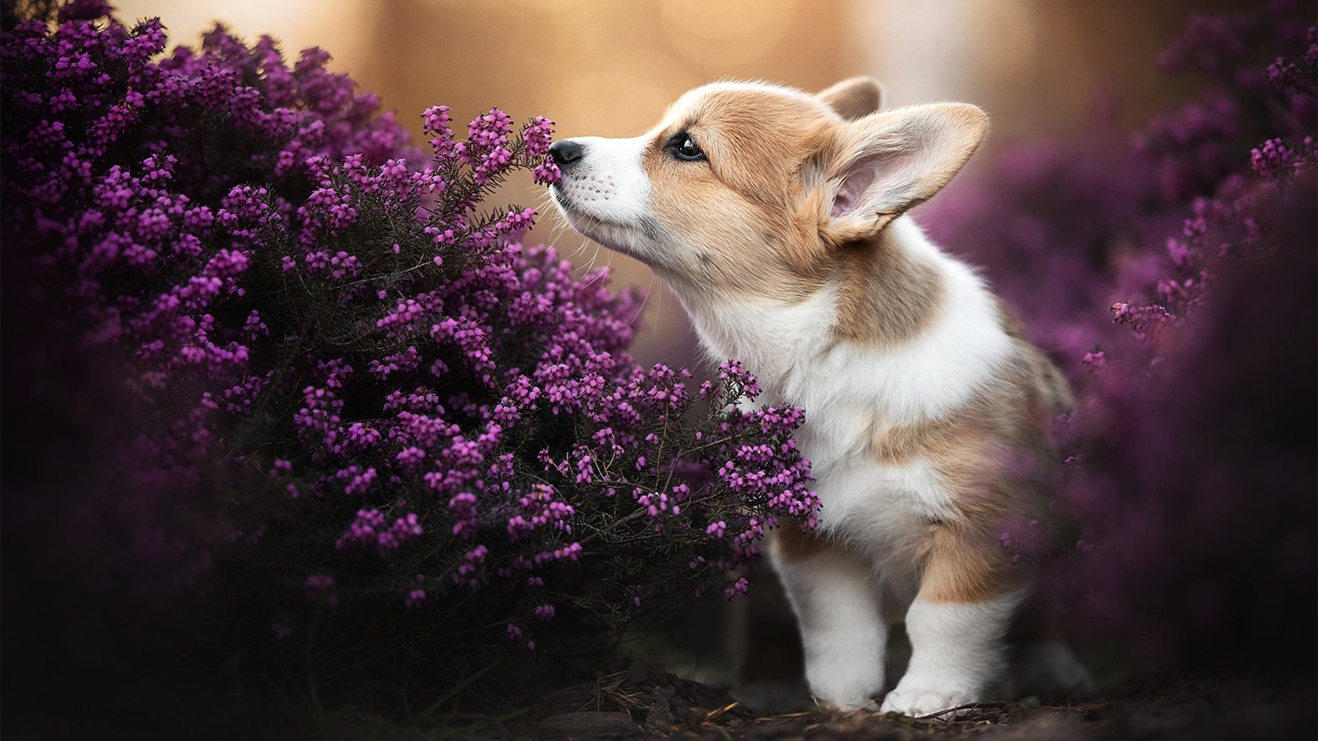 银绿旋风破坚壁，佩雷兹率阿斯顿马丁鏖战雷诺，演绎雨战传奇
