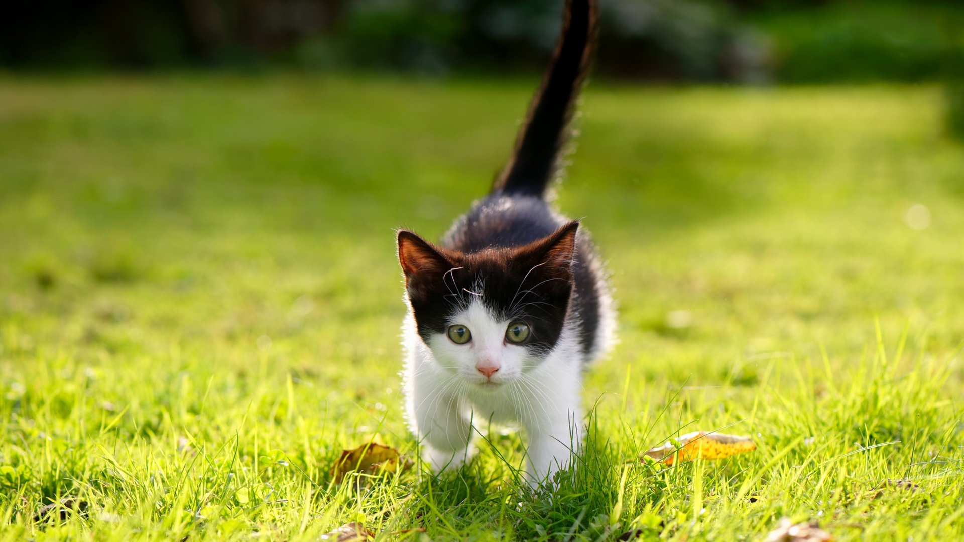 神话从门线开始书写,拉亚一夫当关,爱尔兰冷静掀翻葡萄牙巨人