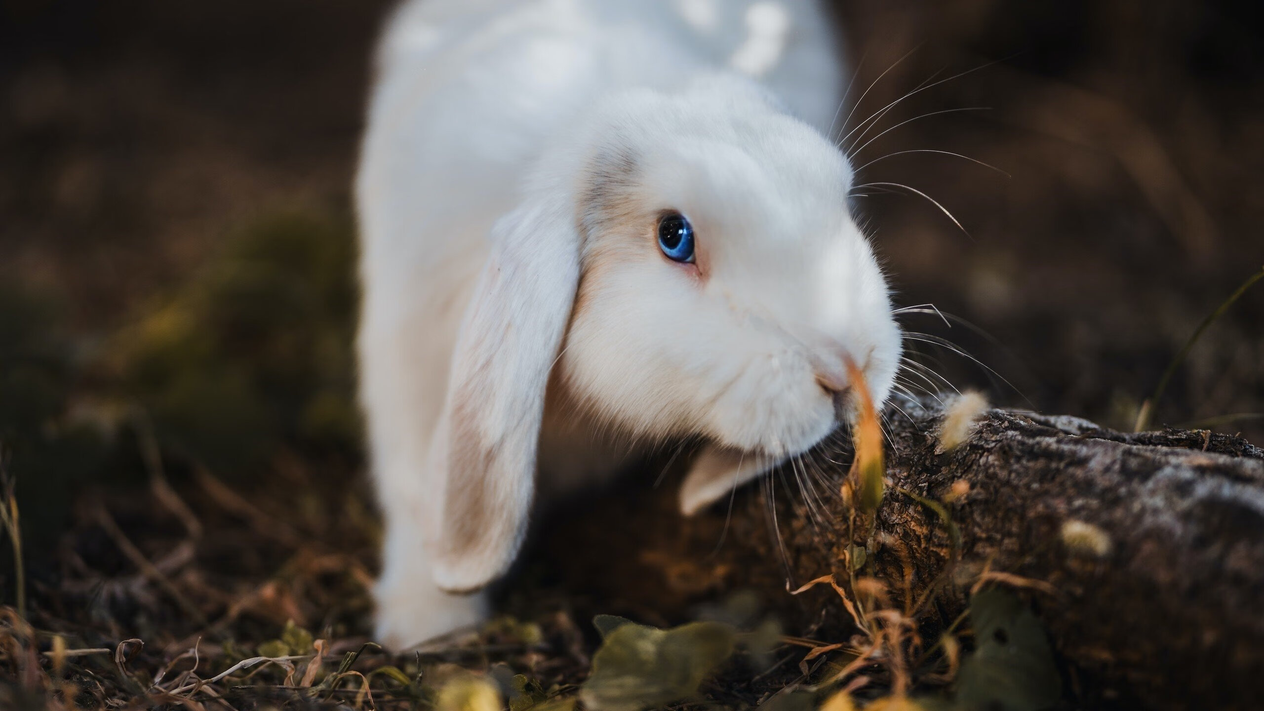 东决焦点战变屠杀夜!快船狂胜76人背后的三大战术密码