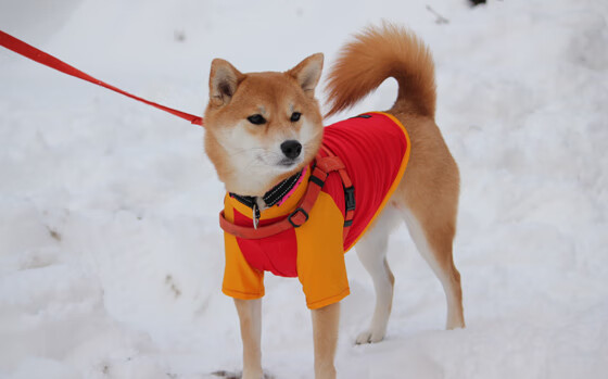 瞬间的维度,从哈弗茨爆发到瑞典单节定乾坤