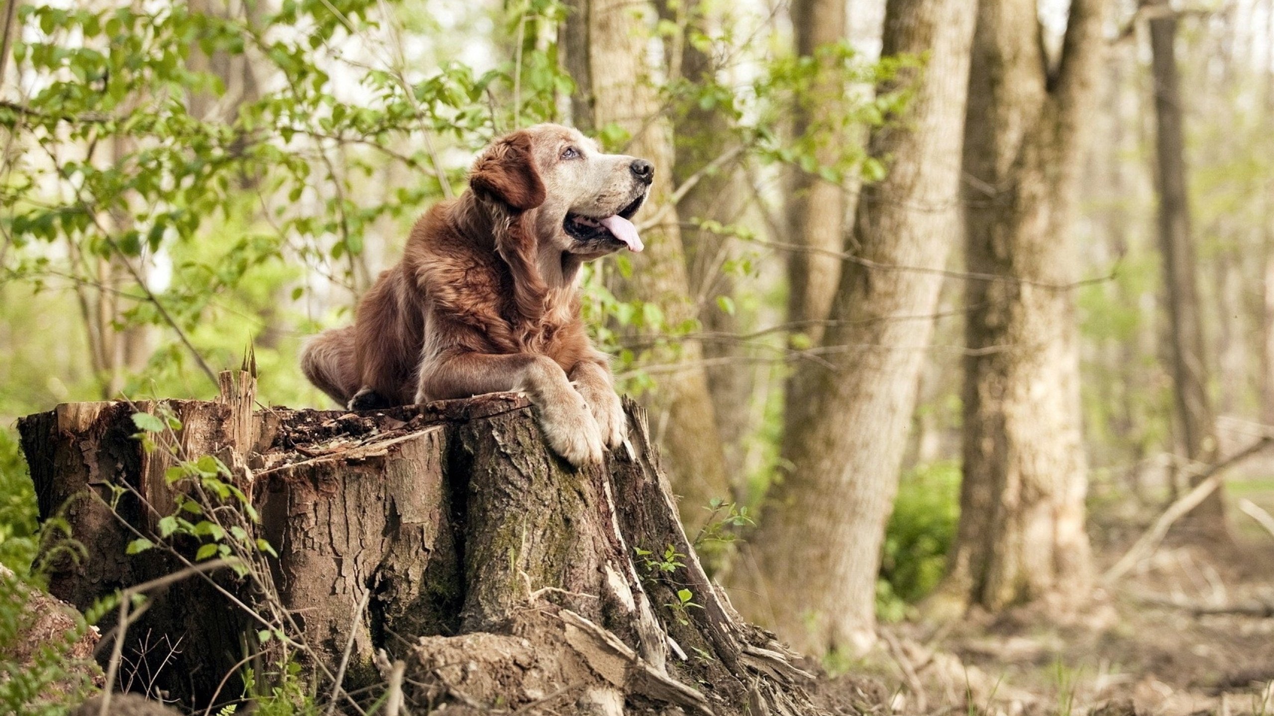 当塞维利亚奏响塞维利亚，贝林厄姆在皮斯胡安球场指挥荷兰交响乐