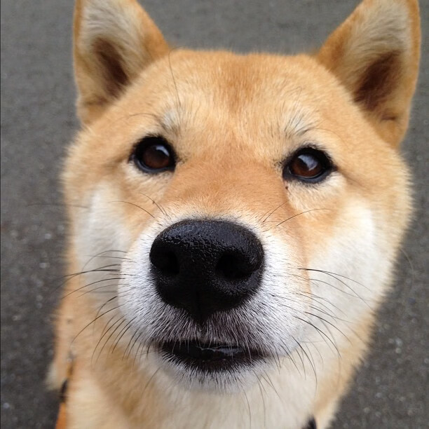 当塞维利亚奏响塞维利亚，贝林厄姆在皮斯胡安球场指挥荷兰交响乐