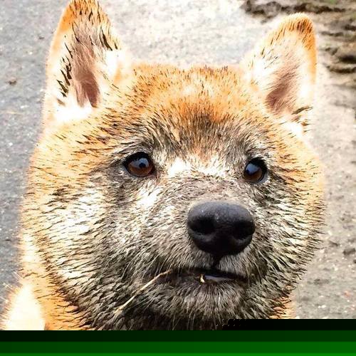 隐形指挥家,托尼如何在争冠之夜用节奏改写剧本