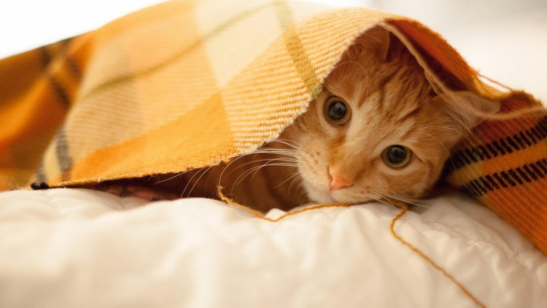 复现之夜,当拉文的连续得分成为世界排名争夺战的唯一剧本