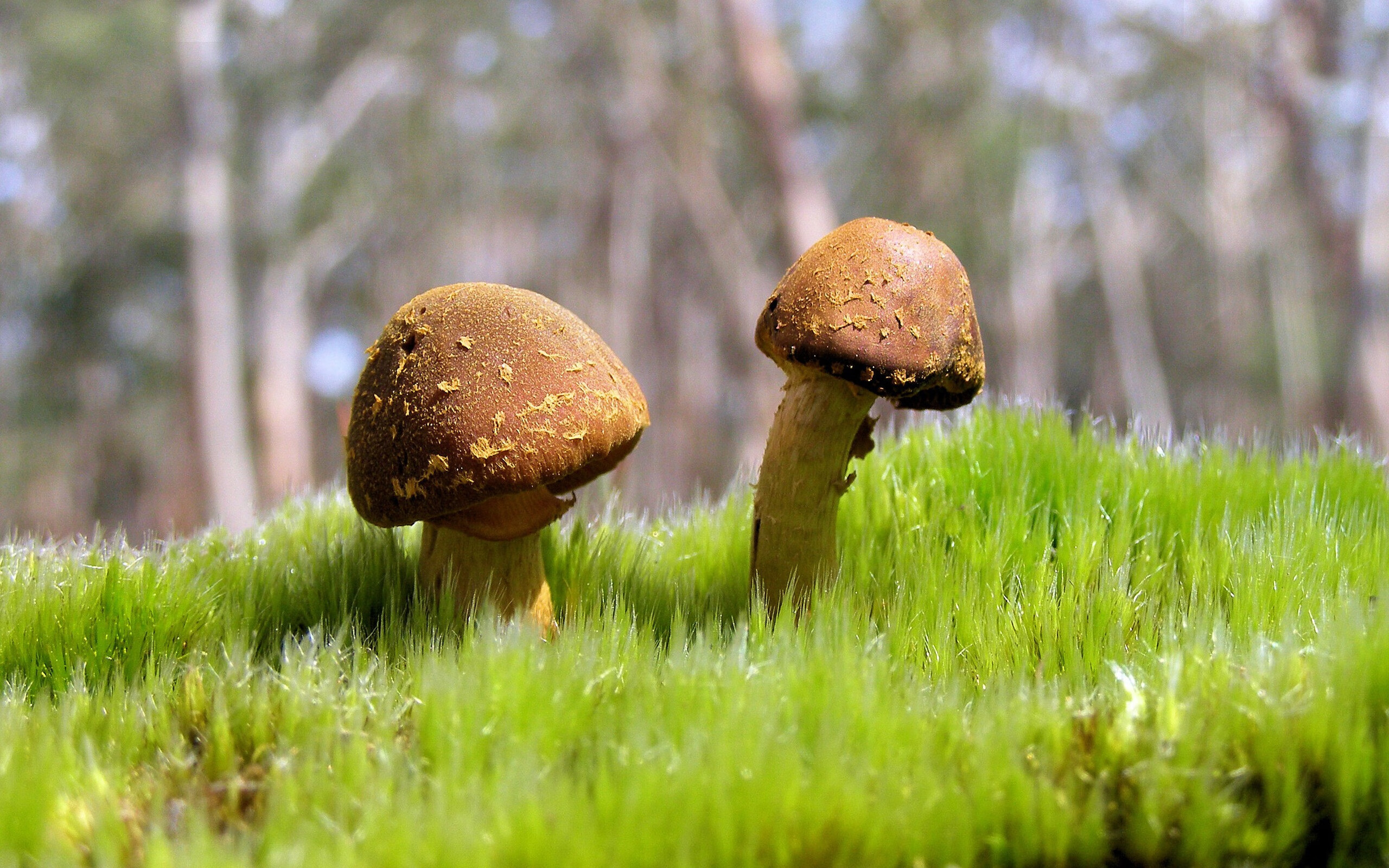 绝杀风暴，猛龙打穿开拓者，新王杰伦·格林逆袭诞生记