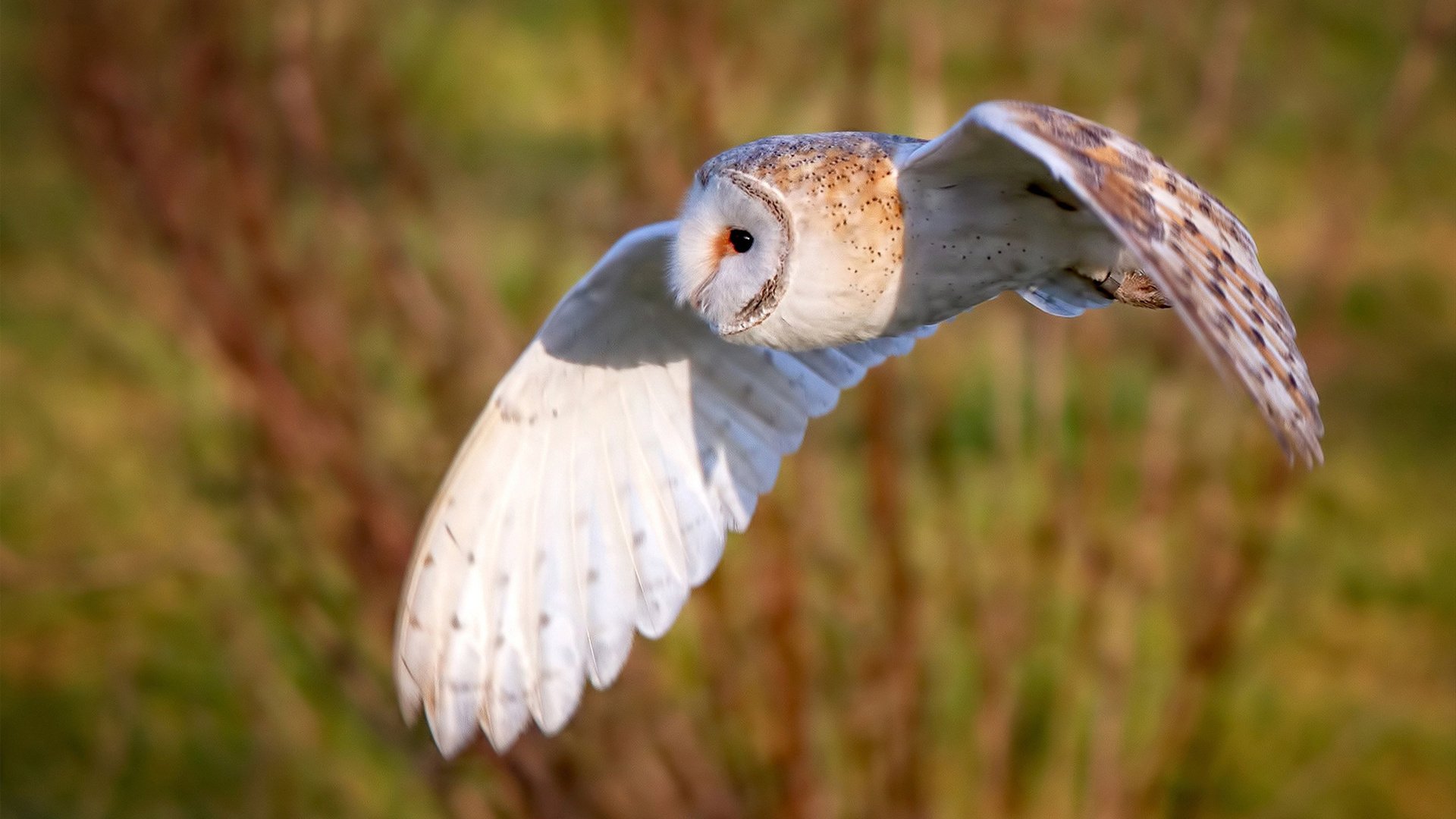 被忽视的支点,乌克兰如何成为打穿中国战略的最后堡垒与伊萨克的关键棋局