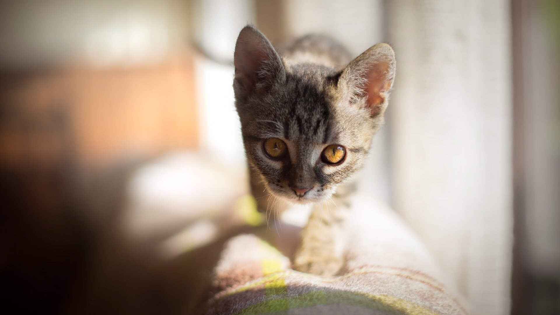 牙买加风暴席卷维罗德罗姆,维尼修斯关键两射一传,皇马全面压制马赛