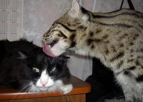 克莱时刻降临亚特兰大,老鹰加时啄伤热火,汤普森佛光再普照