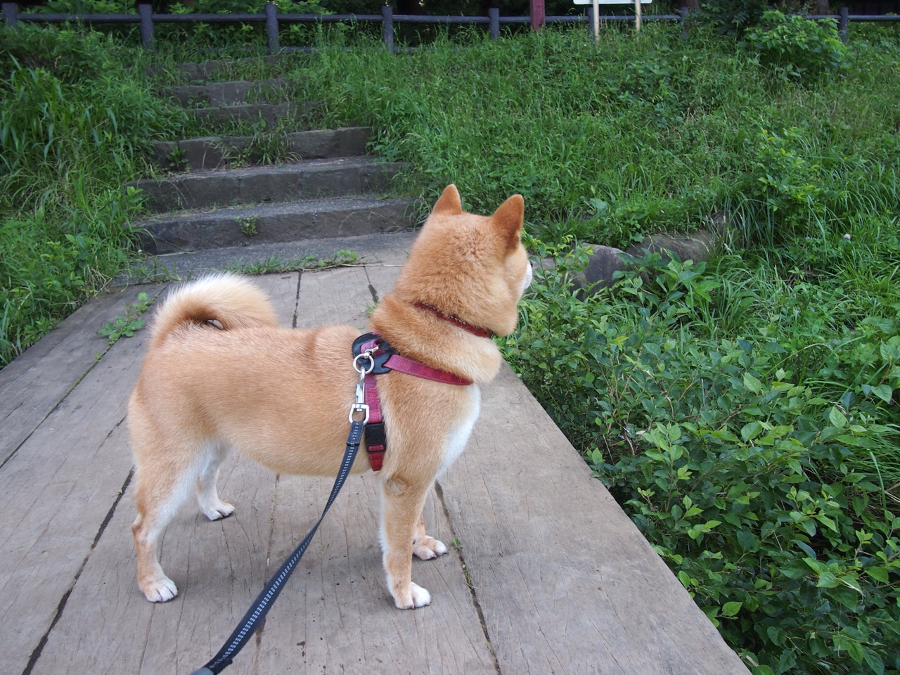 夜间的叹息与晨间的欢歌，足球与命运的奇妙对位
