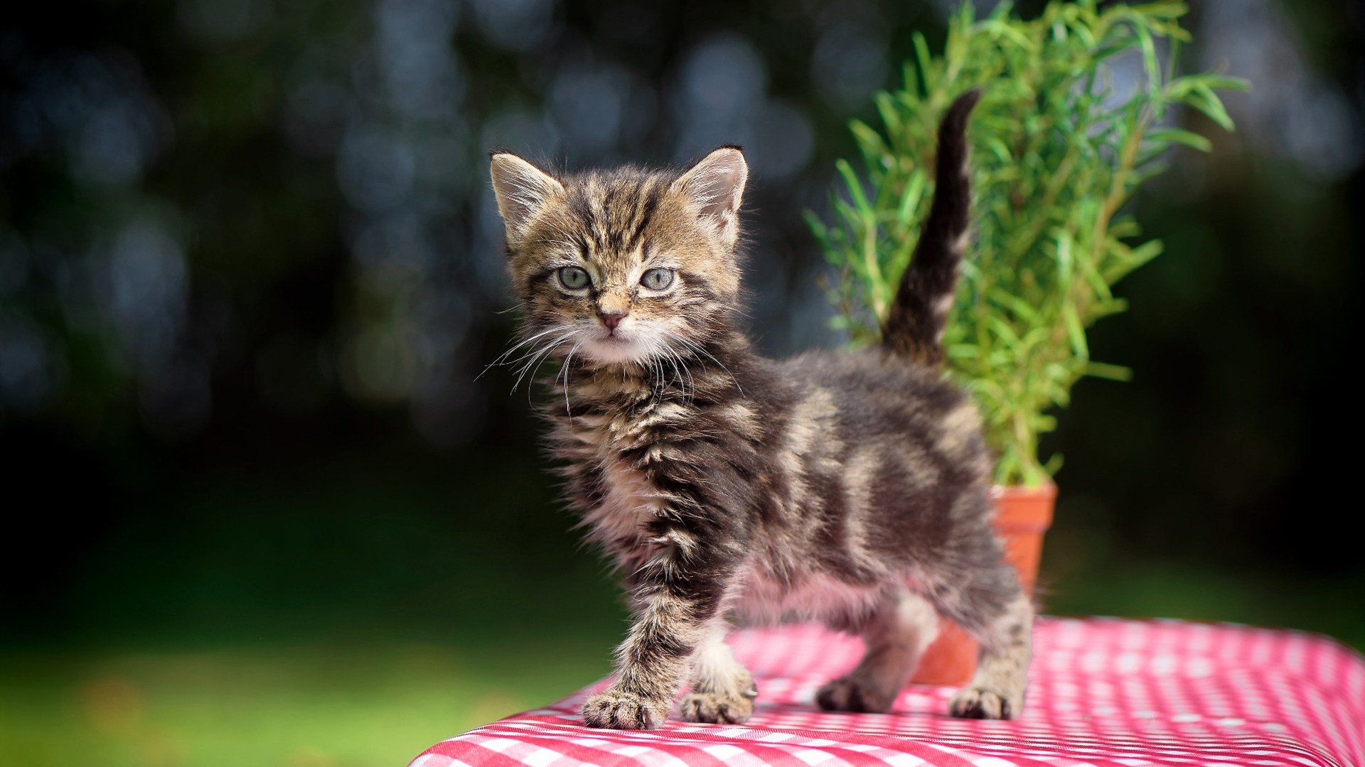 踏平沙特,接管德比,当新王者开始书写规则